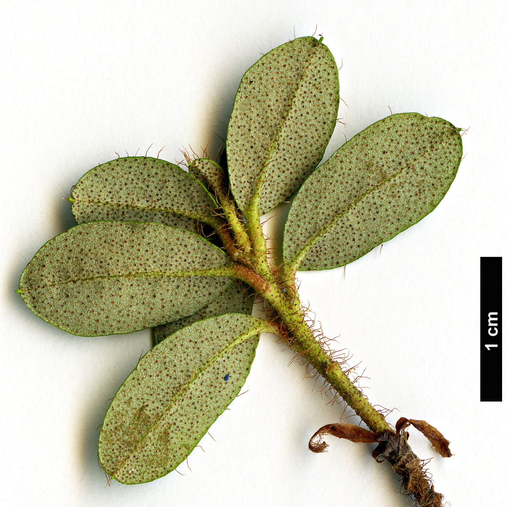High resolution image: Family: Ericaceae - Genus: Rhododendron - Taxon: saluenense - SpeciesSub: subsp. chameunum